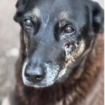 caso-orelha:-o-que-se-sabe-ate-agora-sobre-a-morte-do-cao-em-sc