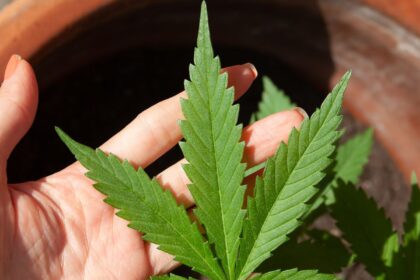 anvisa-discute-nesta-quarta-regras-para-a-producao-de-cannabis-no-pais