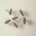 estudo-explica-diferenca-de-sintomas-entre-febre-do-oropouche-e-dengue