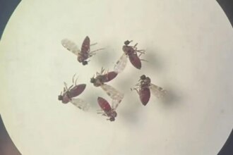 estudo-explica-diferenca-de-sintomas-entre-febre-do-oropouche-e-dengue