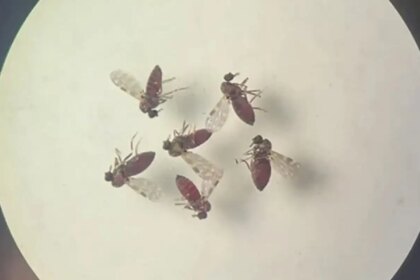 estudo-explica-diferenca-de-sintomas-entre-febre-do-oropouche-e-dengue