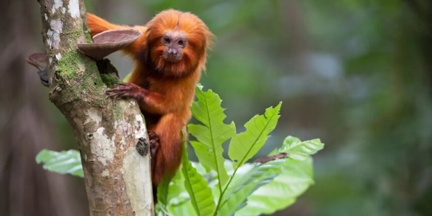 tv-brasil-apresenta-maratona-de-serie-sobre-animais-em-extincao