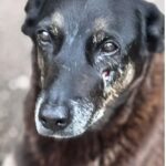 hospital-veterinario-municipal-passa-a-funcionar-24-horas-em-sao-paulo