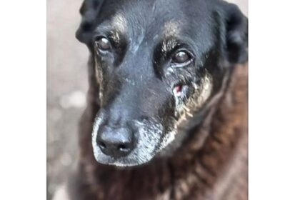 hospital-veterinario-municipal-passa-a-funcionar-24-horas-em-sao-paulo