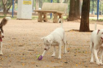 estatuto-dos-caes-e-gatos-preve-penas-para-quem-maltratar-animais