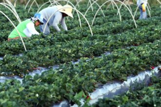 canal-gov-destaca-agricultura-familiar-no-novo-programa-campo-da-gente