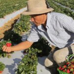 agricultores-com-perda-de-producao-comecam-a-receber-o-garantia-safra