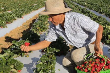agricultores-com-perda-de-producao-comecam-a-receber-o-garantia-safra