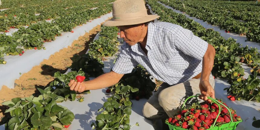 agricultores-com-perda-de-producao-comecam-a-receber-o-garantia-safra