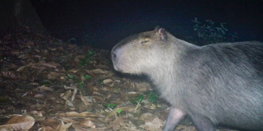 capivara-e-agredida-na-zona-norte-do-rio-e-autores-sao-presos