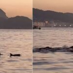 golfinhos-encantam-banhistas-no-rio-e-indicam-boas-condicoes-de-praia