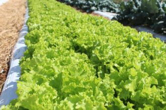 embrapa-inaugura-unidade-mista-de-pesquisa-e-inovacao-em-mato-grosso