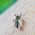 oms:-dengue-e-indicador-da-relacao-mudancas-climaticas-e-arboviroses