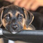 governo-abre-consulta-publica-sobre-genericos-e-similares-veterinarios