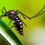 casos-de-dengue-no-brasil-caem-75%-em-2026