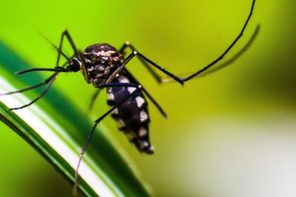 casos-de-dengue-no-brasil-caem-75%-em-2026