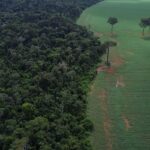 brasil-reduz-em-42%-perdas-florestais-em-2025,-aponta-estudo