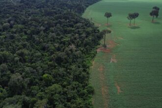 brasil-reduz-em-42%-perdas-florestais-em-2025,-aponta-estudo