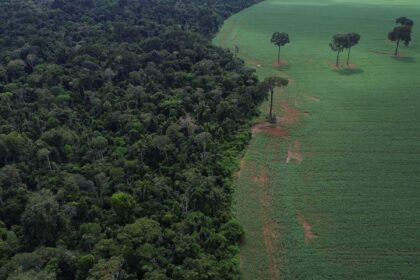 brasil-reduz-em-42%-perdas-florestais-em-2025,-aponta-estudo